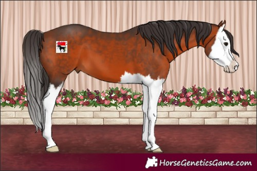 Horse Color:Bay Splash 