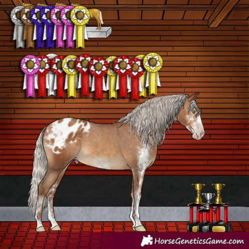 Horse Color:Gray Silver Amber Champagne Sabino Appaloosa Rabicano 
