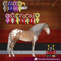 Horse Color:Gray Silver Amber Champagne Sabino Appaloosa Rabicano