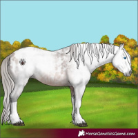 Horse Color:Gray Bay Splash Appaloosa 