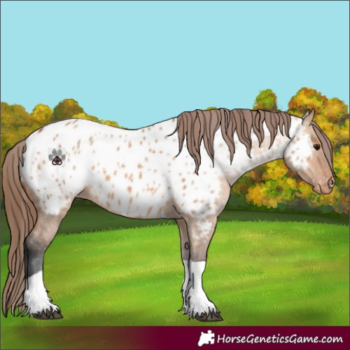 Horse Color:Bay Dun Tobiano Appaloosa 