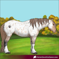 Horse Color:Bay Dun Tobiano Appaloosa 
