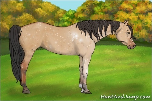 Horse Color:Bay Dun