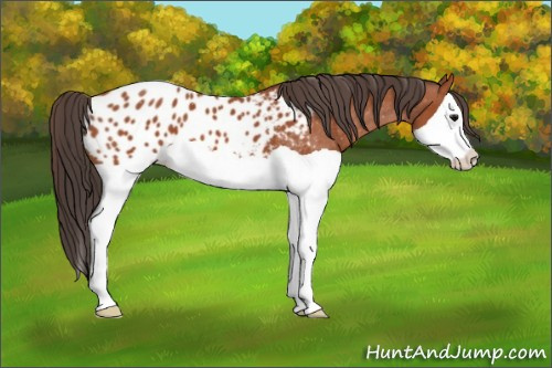 Horse Color:Bay Splash Appaloosa 