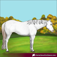 Horse Color:Bay Roan Appaloosa 