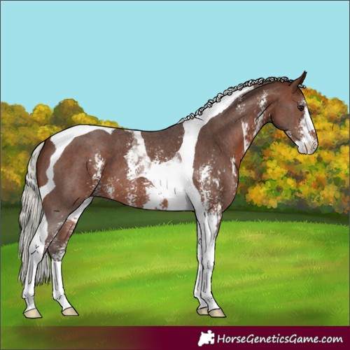 Horse Color:Silver Brown Sabino Tobiano 