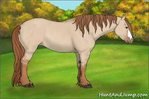 Horse Color:Red Dun Rabicano 
