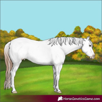 Horse Color:Red Roan Splash Appaloosa Rabicano 