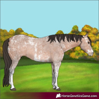 Horse Color:Bay Ice Sabino