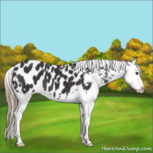 Horse Color:Smoky Black Splash Appaloosa 