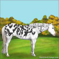Horse Color:Smoky Black Splash Appaloosa 
