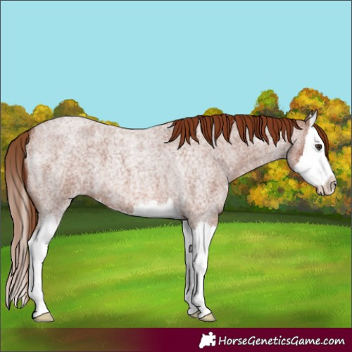 Horse Color:Red Roan Splash