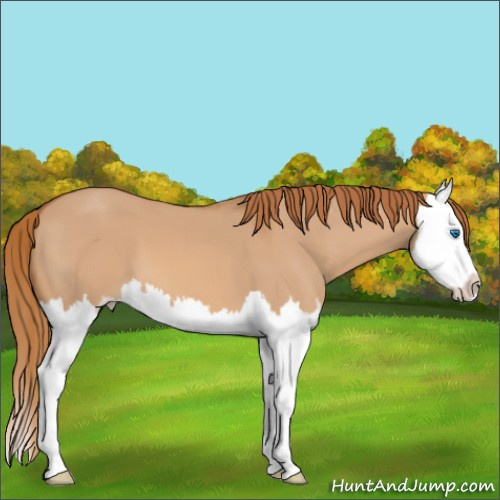 Horse Color:Red Dun Sabino Splash