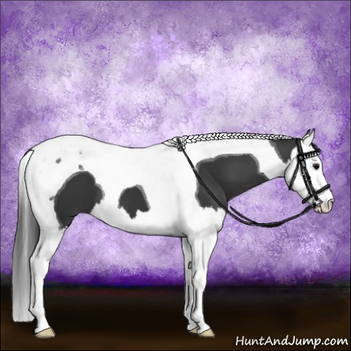 Horse Color:Black Sabino Splash Tobiano 