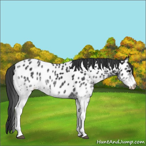 Horse Color:White Spotted Black Appaloosa