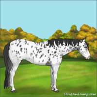 Horse Color:White Spotted Black Appaloosa 