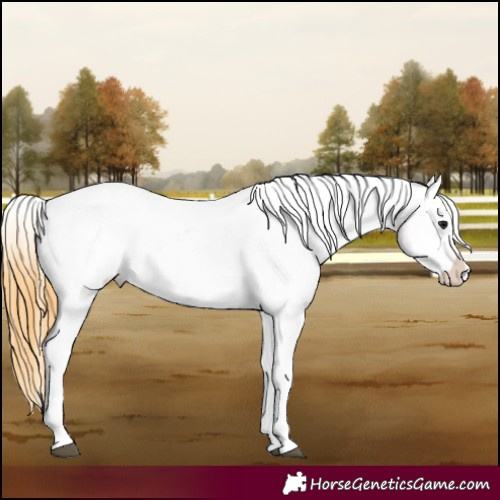 Horse Color:Buckskin Sabino Appaloosa Rabicano 