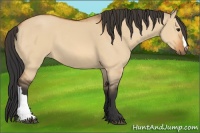 Horse Color:Bay Dun