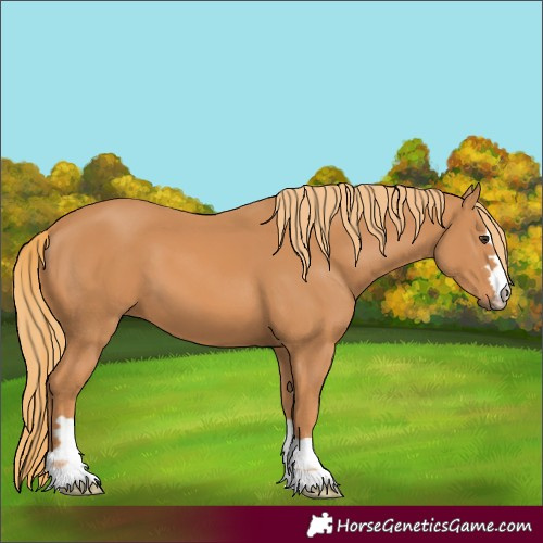Horse Color:Chestnut 