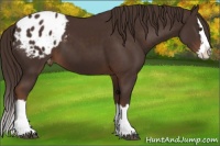 Horse Color:Liver Chestnut Sabino Splash Appaloosa 