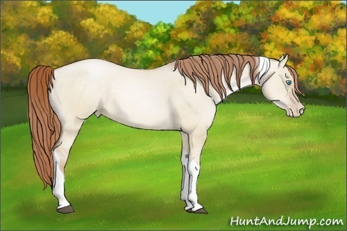 Horse Color:Buckskin Pearl Dun Tobiano