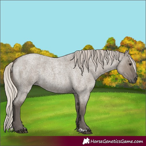 Horse Color:Silver Grullo Roan 