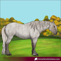 Horse Color:Silver Grullo Roan 