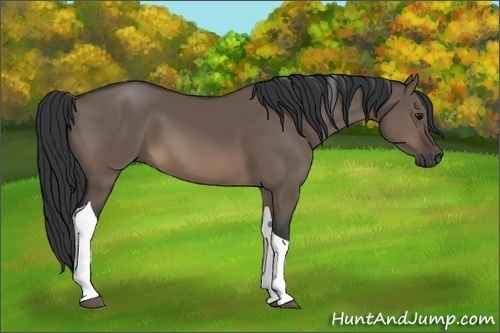 Horse Color:Brown Dun Tobiano 