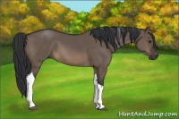 Horse Color:Brown Dun Tobiano
