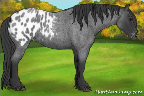 Horse Color:Blue Roan Appaloosa