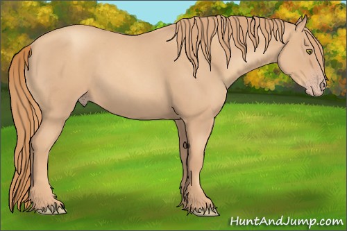 Horse Color:Gold Champagne Roan 