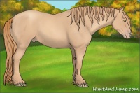 Horse Color:Gold Champagne Roan 