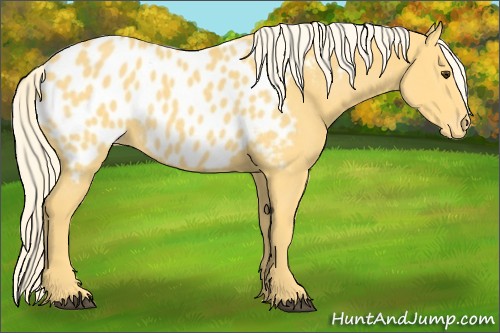 Horse Color:Palomino Appaloosa Rabicano