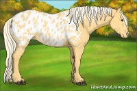 Horse Color:Palomino Appaloosa Rabicano