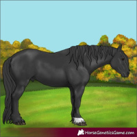 Horse Color:Black 