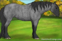 Horse Color:Blue Roan
