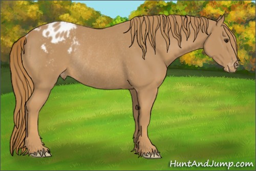 Horse Color:Chestnut Appaloosa Rabicano
