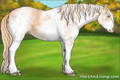 Horse Color:White Spotted Gold Champagne 