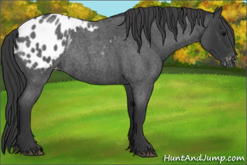 Horse Color:Blue Roan Appaloosa Rabicano