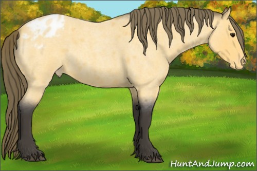 Horse Color:Buckskin Roan Appaloosa Rabicano 