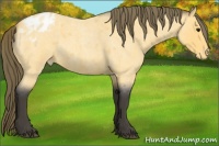 Horse Color:Buckskin Roan Appaloosa Rabicano 