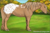 Horse Color:Chestnut Appaloosa