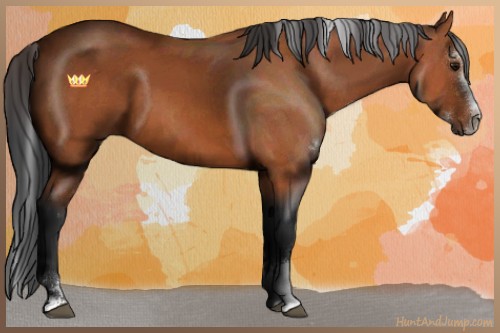 Horse Color:Bay Sabino 