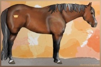 Horse Color:Bay Sabino 