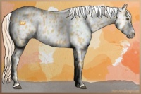 Horse Color:Palomino Dun Appaloosa 