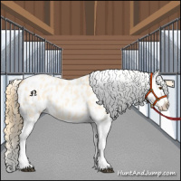 Horse Color:Buckskin Roan Dun Tobiano Appaloosa