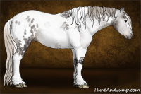 Horse Color:Gray Silver Black Tobiano Appaloosa