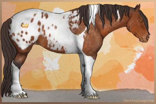 Horse Color:Buckskin Roan Tobiano Appaloosa 