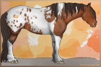 Horse Color:Buckskin Roan Tobiano Appaloosa 