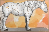 Horse Color:Chocolate Palomino Tobiano Appaloosa 